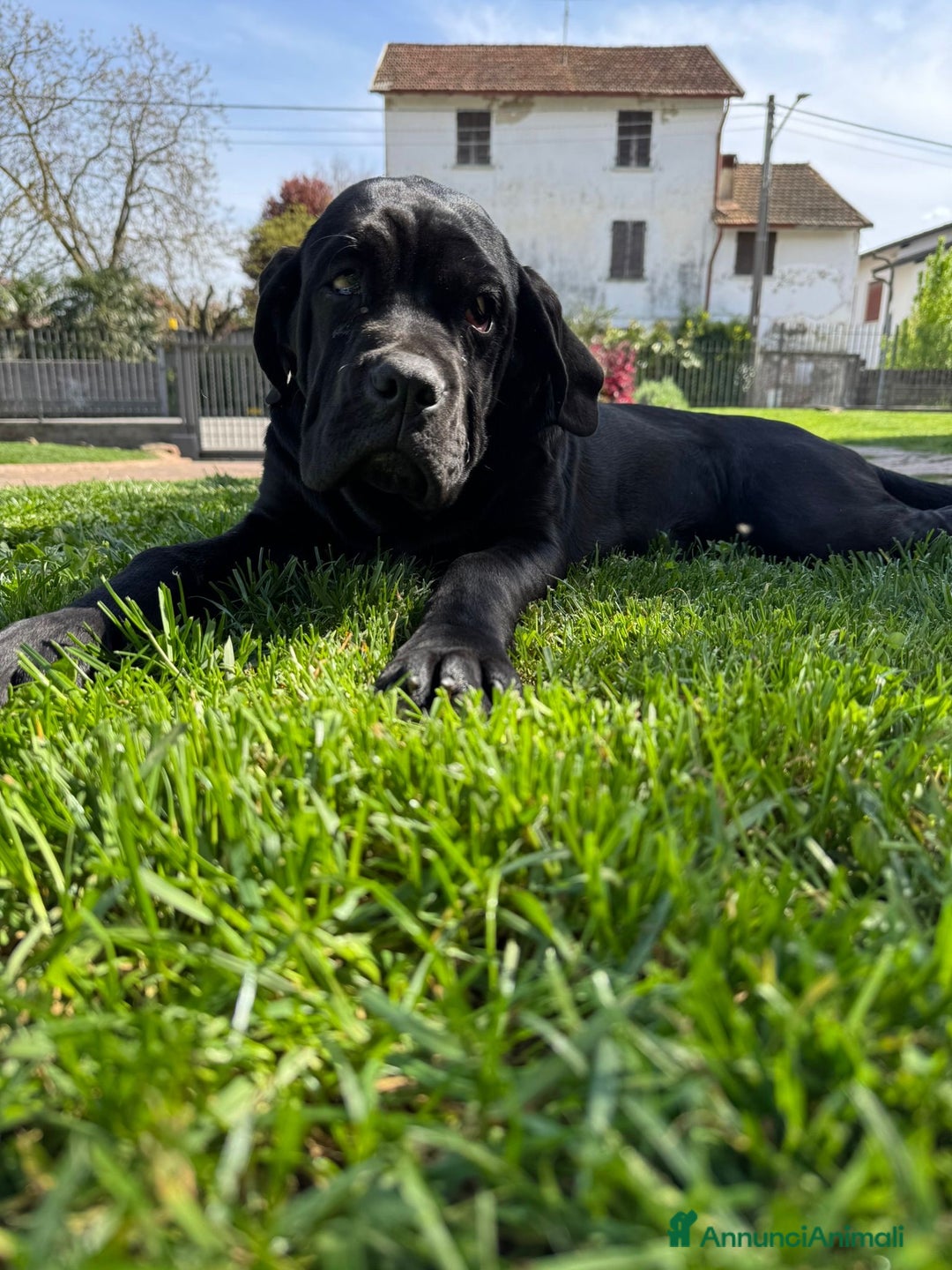 Cane Corso cani in vendita: Cuccioli in cerca di famiglia  a Provincia di Como - Immagine 6