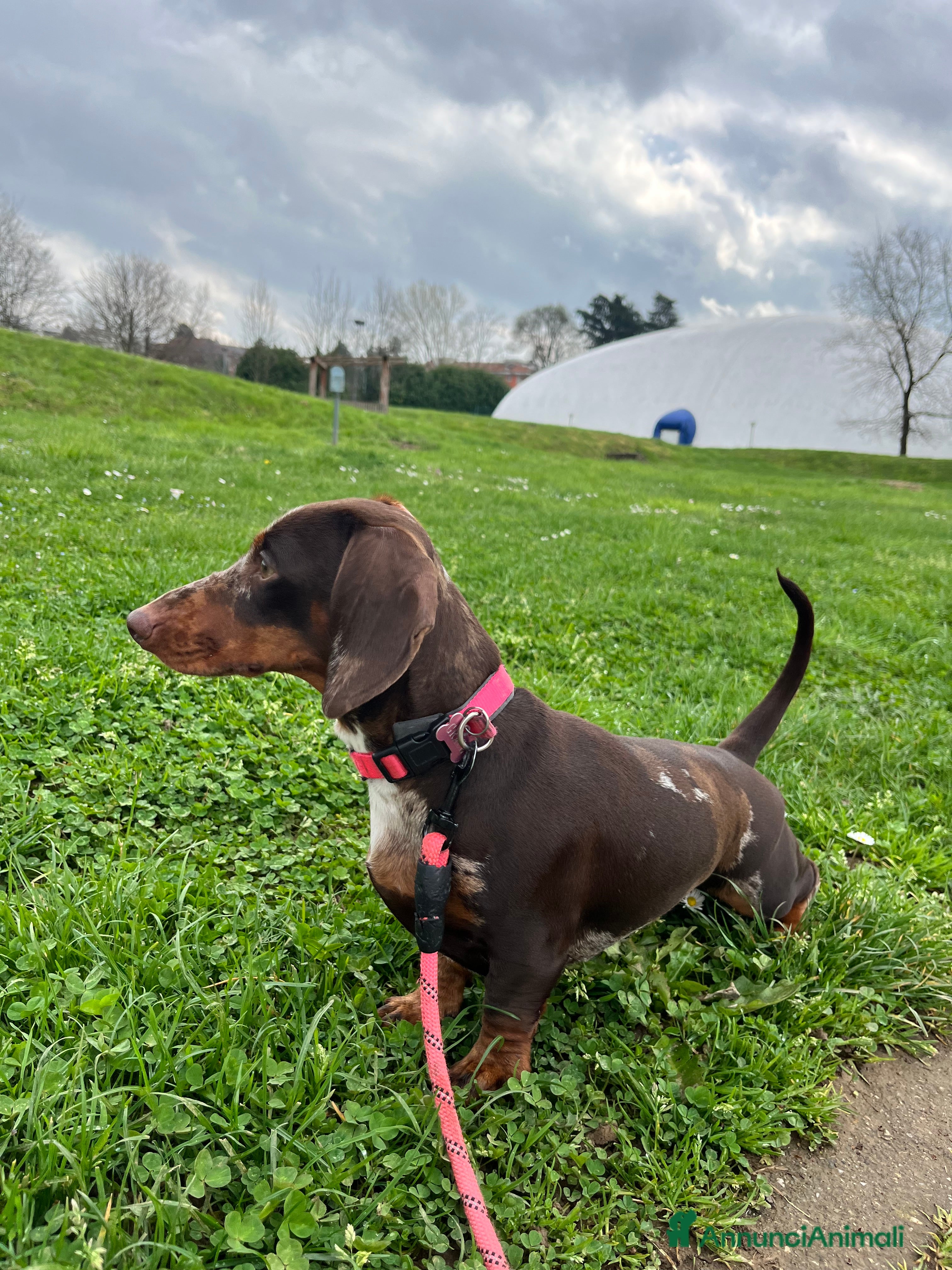 Bassotto cani Cuccioli di bassotto  a Città metropolitana di Milano - Annuncio 1