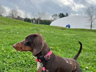 Bassotto cani Cuccioli di bassotto a Città metropolitana di Milano - Annuncio 25