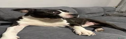 American Staffordshire cani in regalo: amstaff maschio di 9 anni regalo a Città Metropolitana di Torino - Annuncio 4