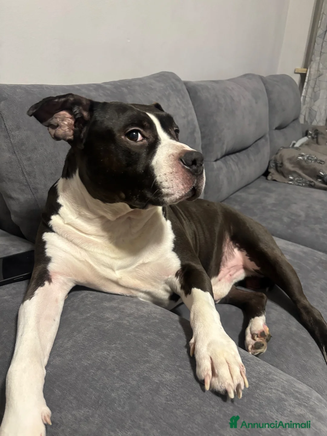 American Staffordshire cani in regalo: amstaff maschio di 9 anni regalo a Città Metropolitana di Torino - Annuncio 4