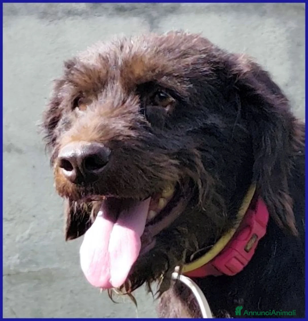 Meticcio cani in regalo: SPELACCHIO merita una vita serena - Annuncio 7