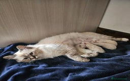 Sacro di Birmania gatti in vendita: ULTIMO CUCCIOLO SACRO DI BIRMANIA - Immagine 4