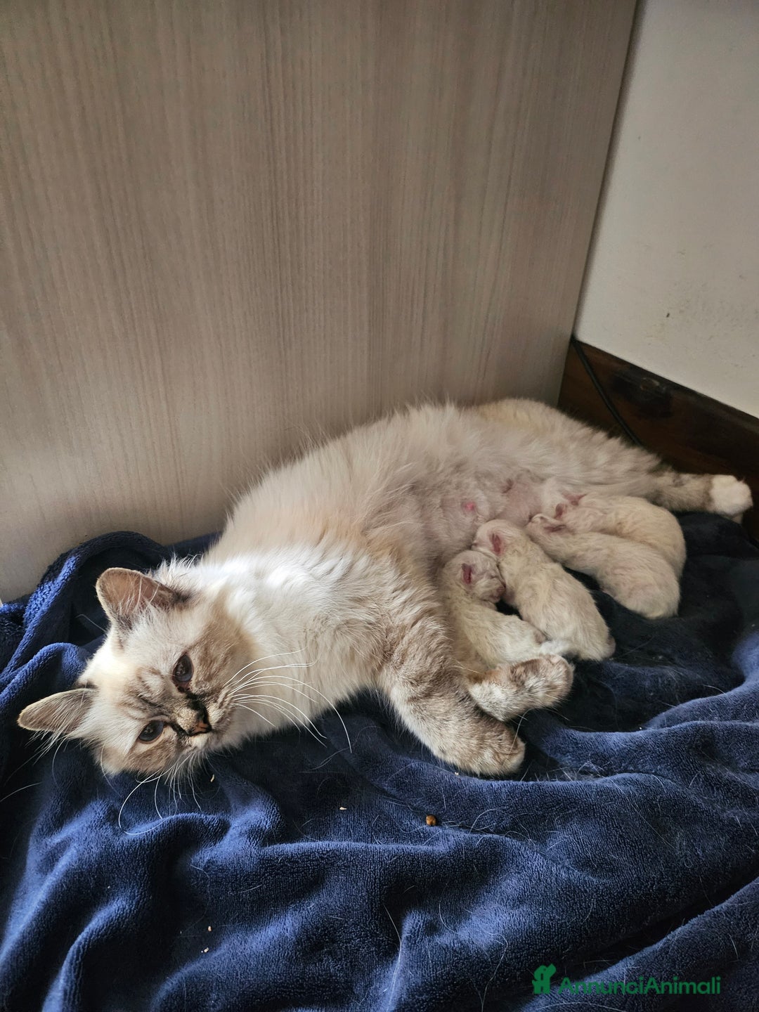 Sacro di Birmania gatti in vendita: ULTIMO CUCCIOLO SACRO DI BIRMANIA - Immagine 4