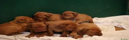 Dogue de Bordeaux cani in vendita: Cucciolata Dogue de Bordeaux  - Annuncio 1