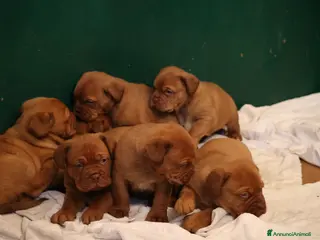Dogue de Bordeaux cani Cucciolata Dogue de Bordeaux - Annuncio 4