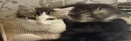 Europeo gatti in regalo: GATTINO VIVACE E SIMPATICO - Annuncio 2