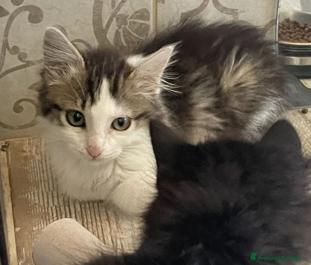 Europeo gatti in regalo: GATTINO VIVACE E SIMPATICO - Annuncio 2