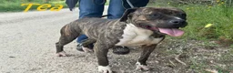 Pitbull cani in regalo: TEA un amore , buona a Provincia di Lucca - Annuncio 1
