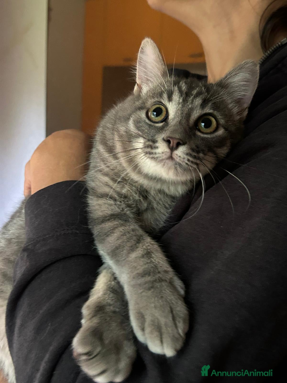 Europeo gatti MISTRAL CERCA CASA ❤️ - Annuncio 1