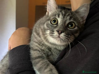 Europeo gatti MISTRAL CERCA CASA ❤️ - Annuncio 1