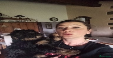 Barboncino cani - Annuncio 9