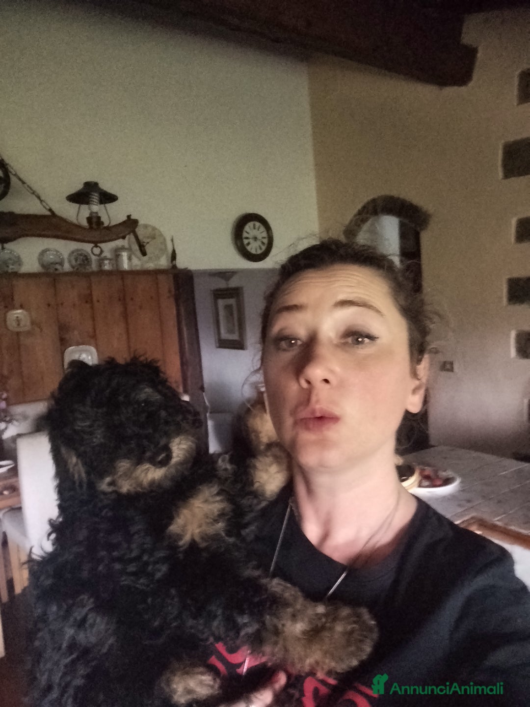 Barboncino cani in vendita: barboncini Phantom  - Immagine 3