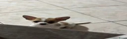 Chihuahua cani in vendita: chiuhuahua mini toy a Libero consorzio comunale di Caltanissetta - Annuncio 2
