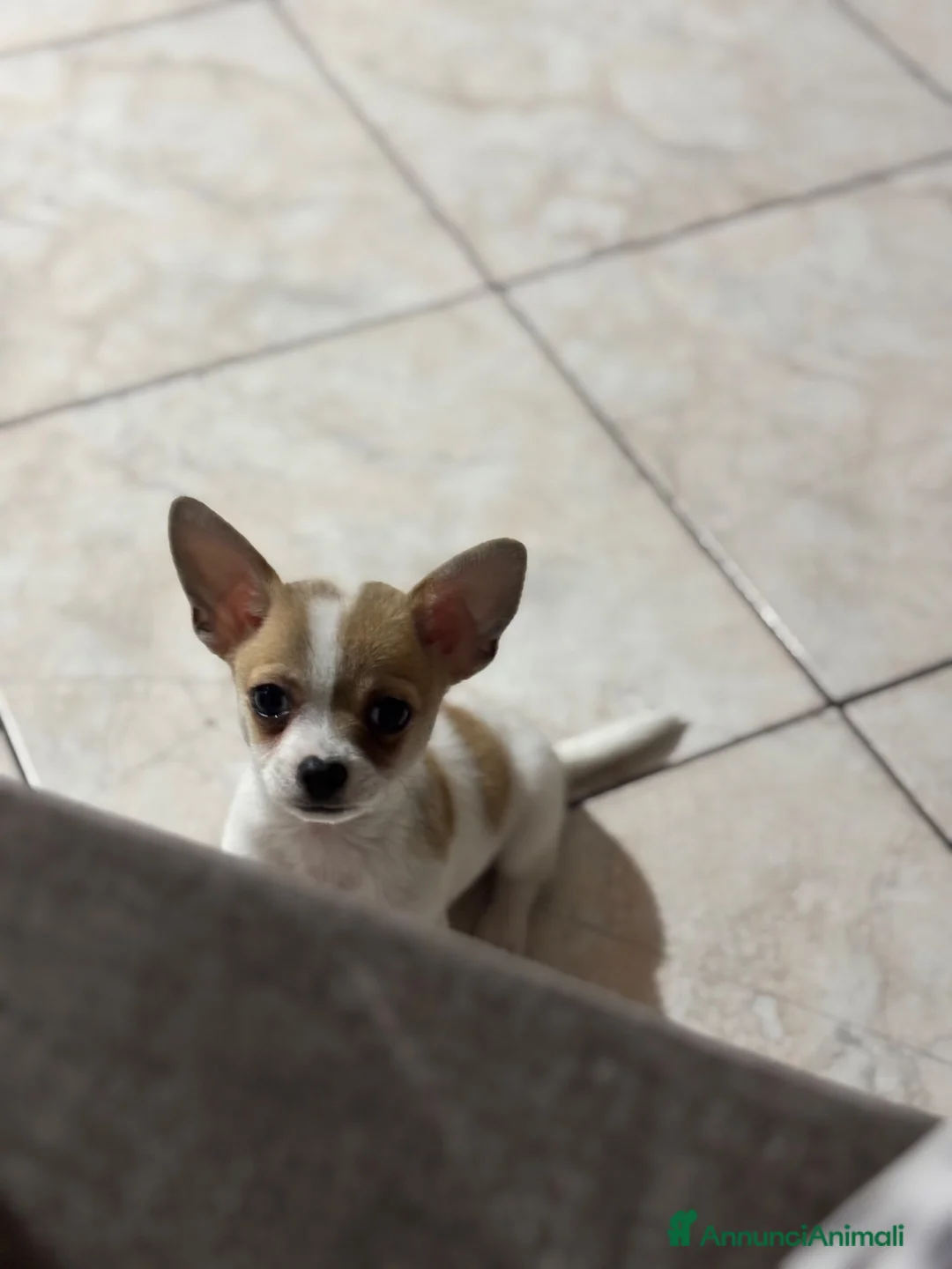 Chihuahua cani in vendita: chiuhuahua mini toy a Libero consorzio comunale di Caltanissetta - Annuncio 2