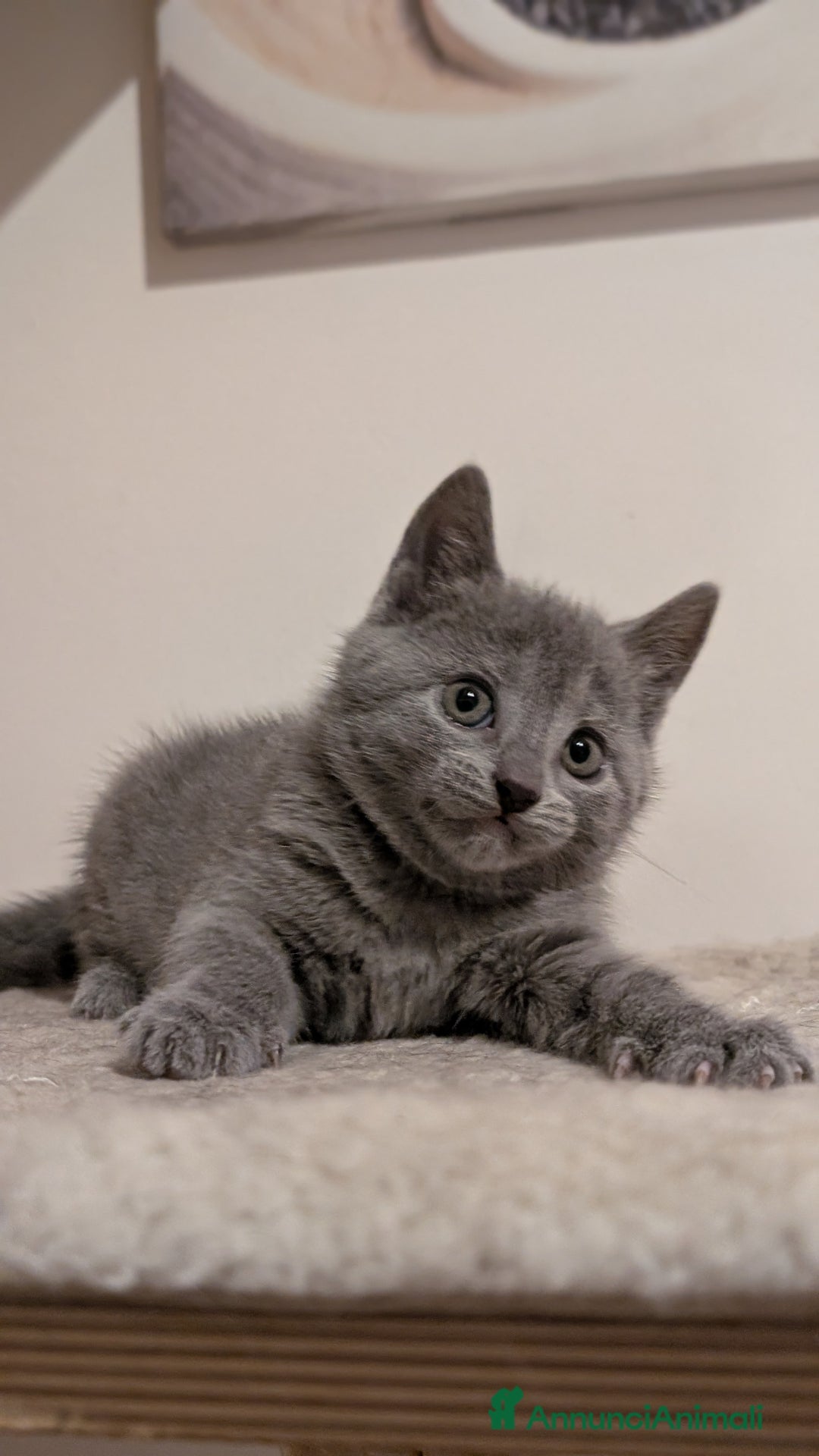 Certosino gatti in vendita: Cuccioli di certosino alta genealogia  - Annuncio 2