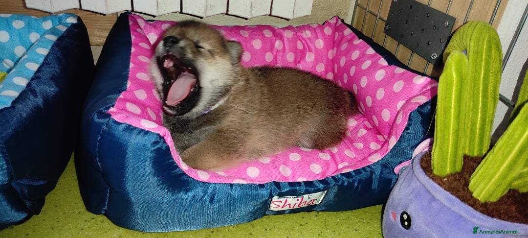 Shiba Inu cani in vendita: Cuccioli di Shiba Inu con genitori testati - Annuncio 21