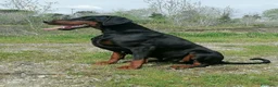 Dobermann cani in vendita: cuccioli di dobermann di altissima genealogia  a Provincia di Pescara - Annuncio 2
