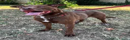 Meticcio cani in regalo: CARAMELLO BELLISSIMO  - Annuncio 4