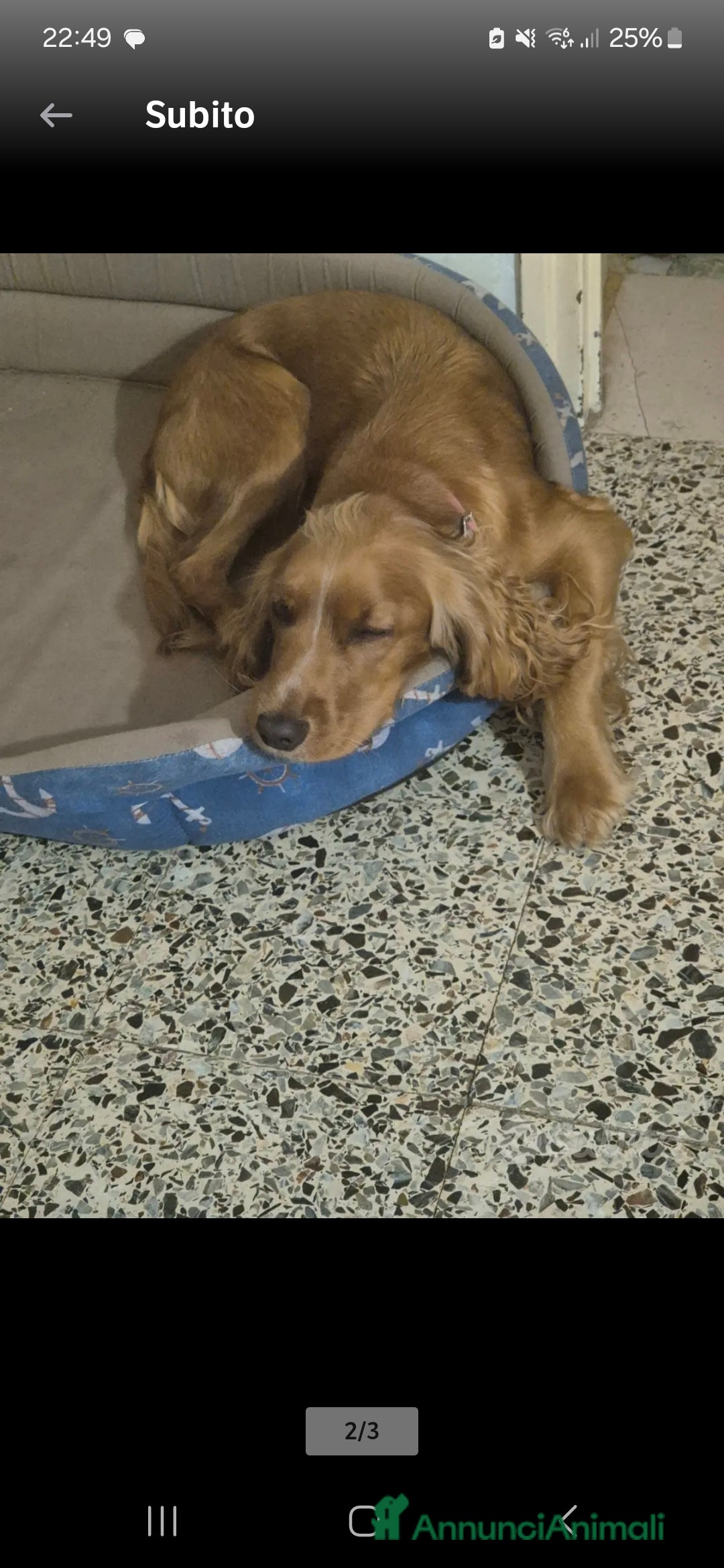 Cocker cani in vendita: vendita cocker spaniel - Annuncio 3