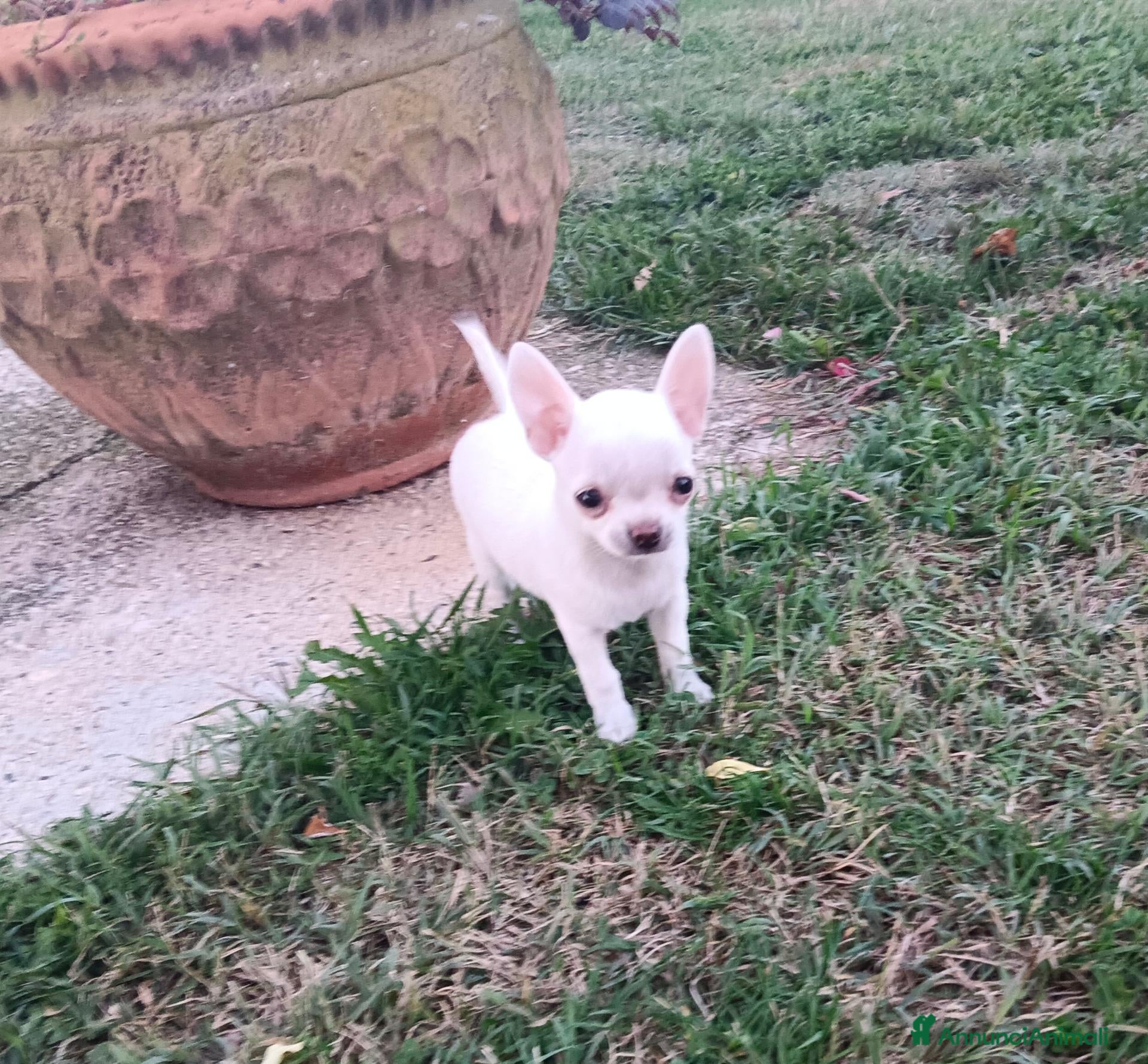 Chihuahua cani Chihuahua femmina  - Annuncio 1