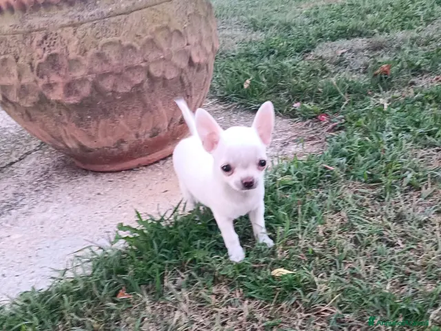 Chihuahua cani in vendita: Chihuahua femmina - Annuncio 1