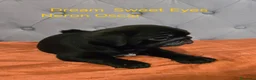 Carlino cani in vendita: Cuccioli carlino con pedigree ENCI  - Annuncio 3
