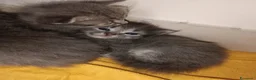 Certosino gatti in vendita: Gattini  - Annuncio 2