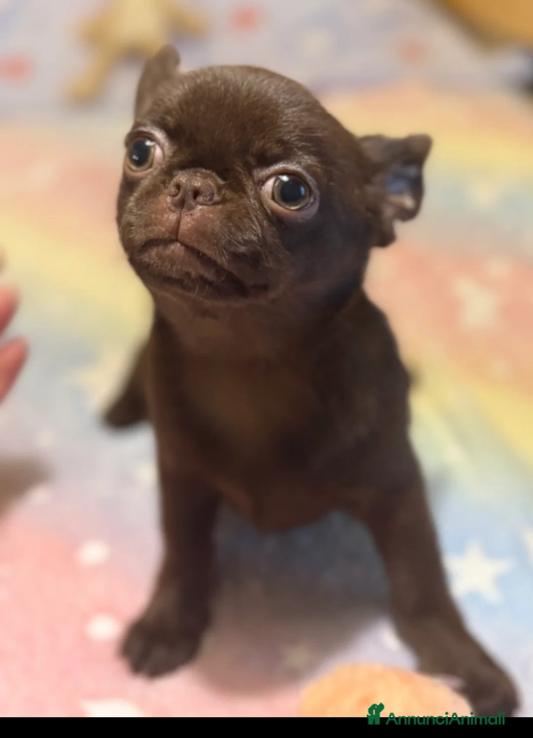 Chihuahua cani in vendita: Chihuahua cucciola - Annuncio 1