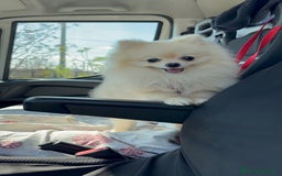 Spitz cani per accoppiamento: Cercasi Femmina Roma a Città metropolitana di Roma Capitale - Immagine 16