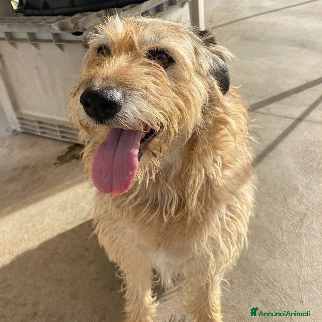 Spinone cani in regalo: REX spinone dolce e coccolone 7 anni cerca casa a Provincia di Latina - Annuncio 4