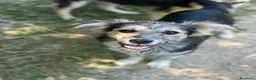 Meticcio cani in regalo: MILKYWAY, cucciolo tenerone! TG PICCOLA - Annuncio 4
