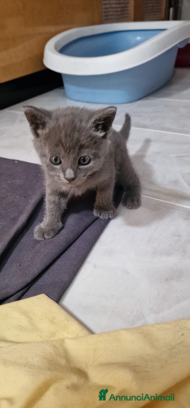 Meticcio gatti in regalo: Felixia e piccoli  - Annuncio 1