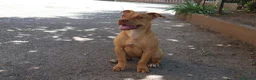 Pitbull cani in vendita: Femmina American Pit Bull Terrier  a Provincia autonoma di Trento - Annuncio 4