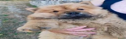 Chow Chow cani in vendita: Chow Chow - Annuncio 16