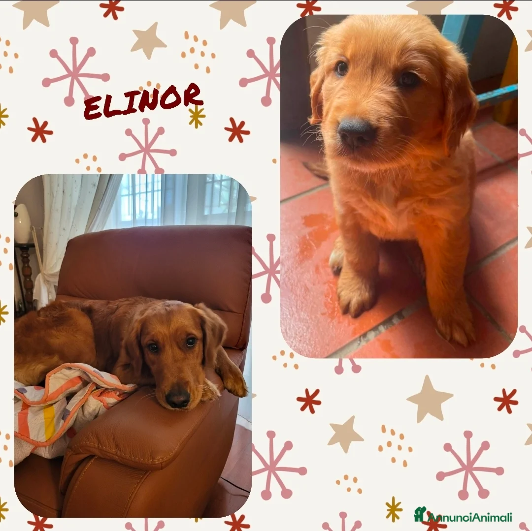 Golden Retriever cani in vendita: Splendidi cuccioli di Golden Retriever  a Provincia di Foggia - Annuncio 4