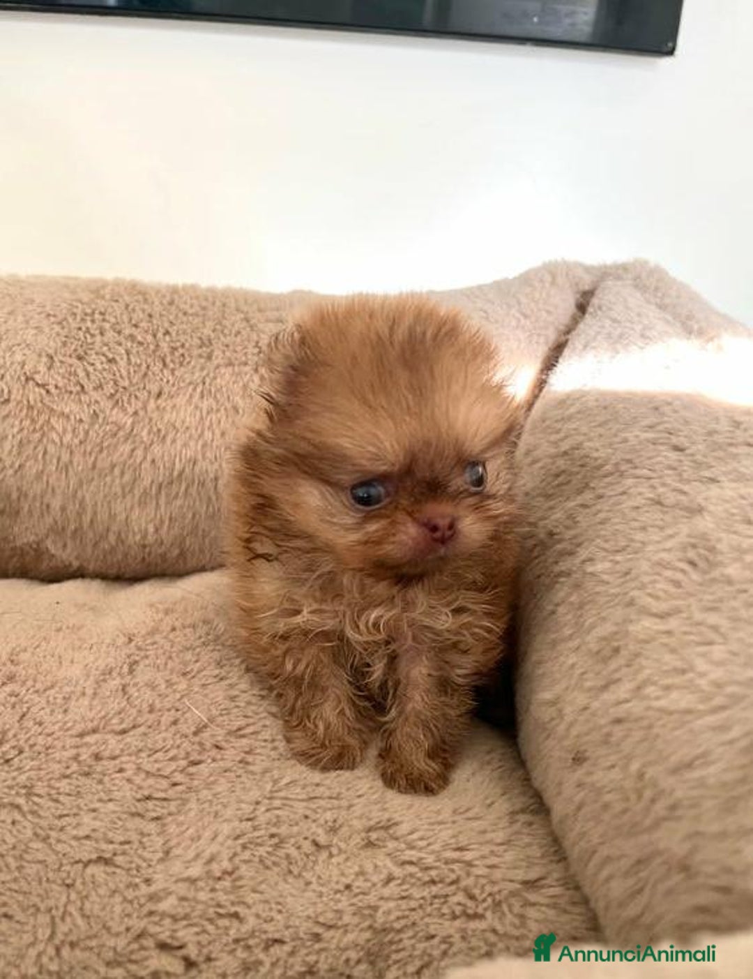 Volpino Pomerania cani in vendita: Cuccioli di Pomerania!  - Annuncio 3