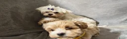 Maltipoo cani in vendita: Cuccioli di Maltipoo toy a Provincia di Como - Annuncio 8