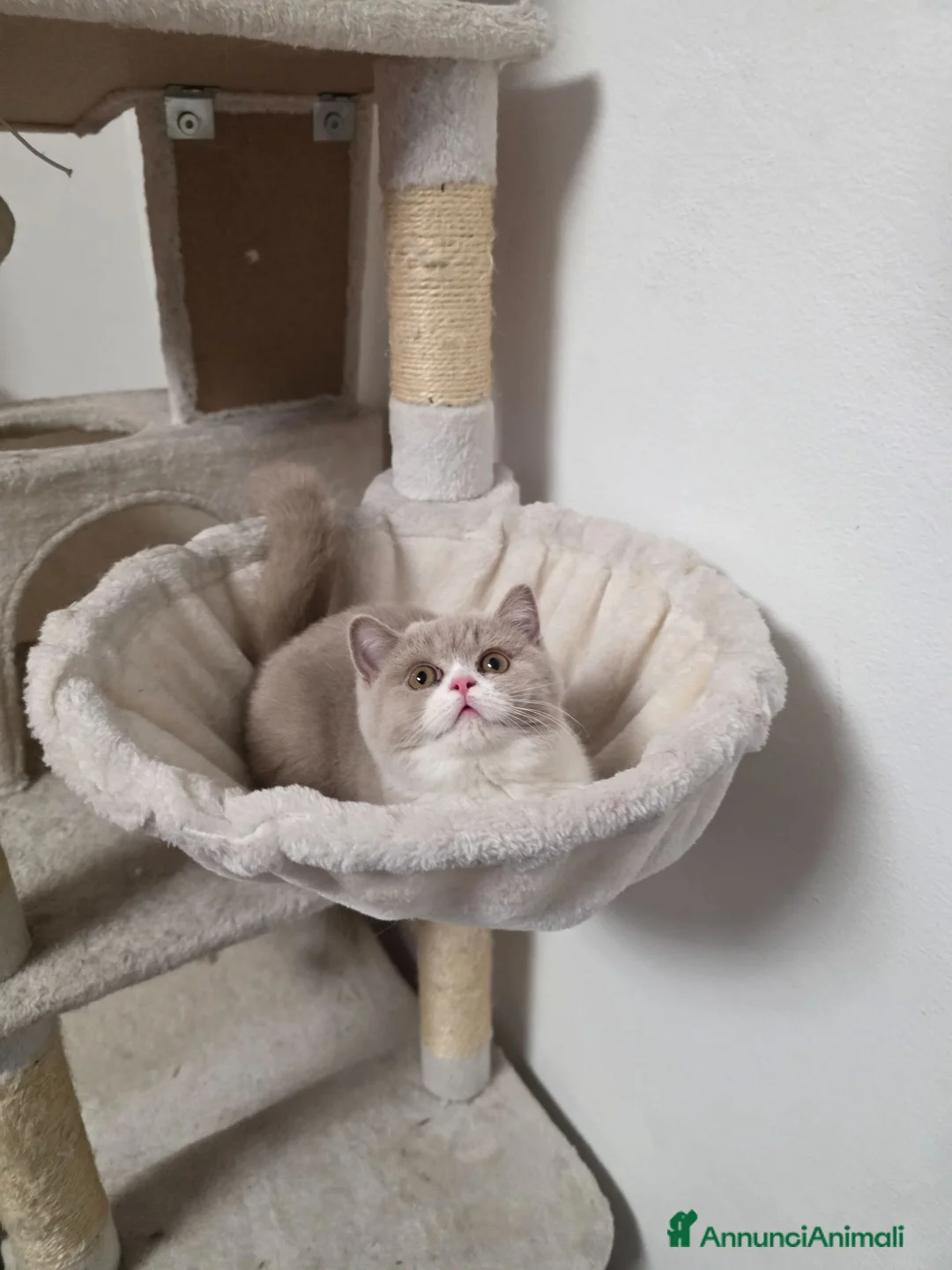 British gatti in vendita: Cucciole di British Shorthair  - Annuncio 8