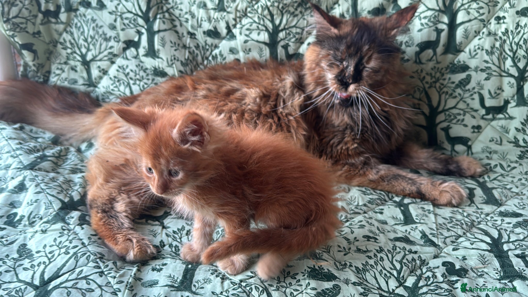 Maine Coon gatti in vendita: Cuccioli di maine coon rossi  - Annuncio 1