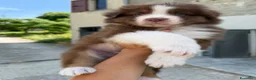 Australian Shepherd cani in vendita: Cuccioli pastore australiano con pedigree - Annuncio 2