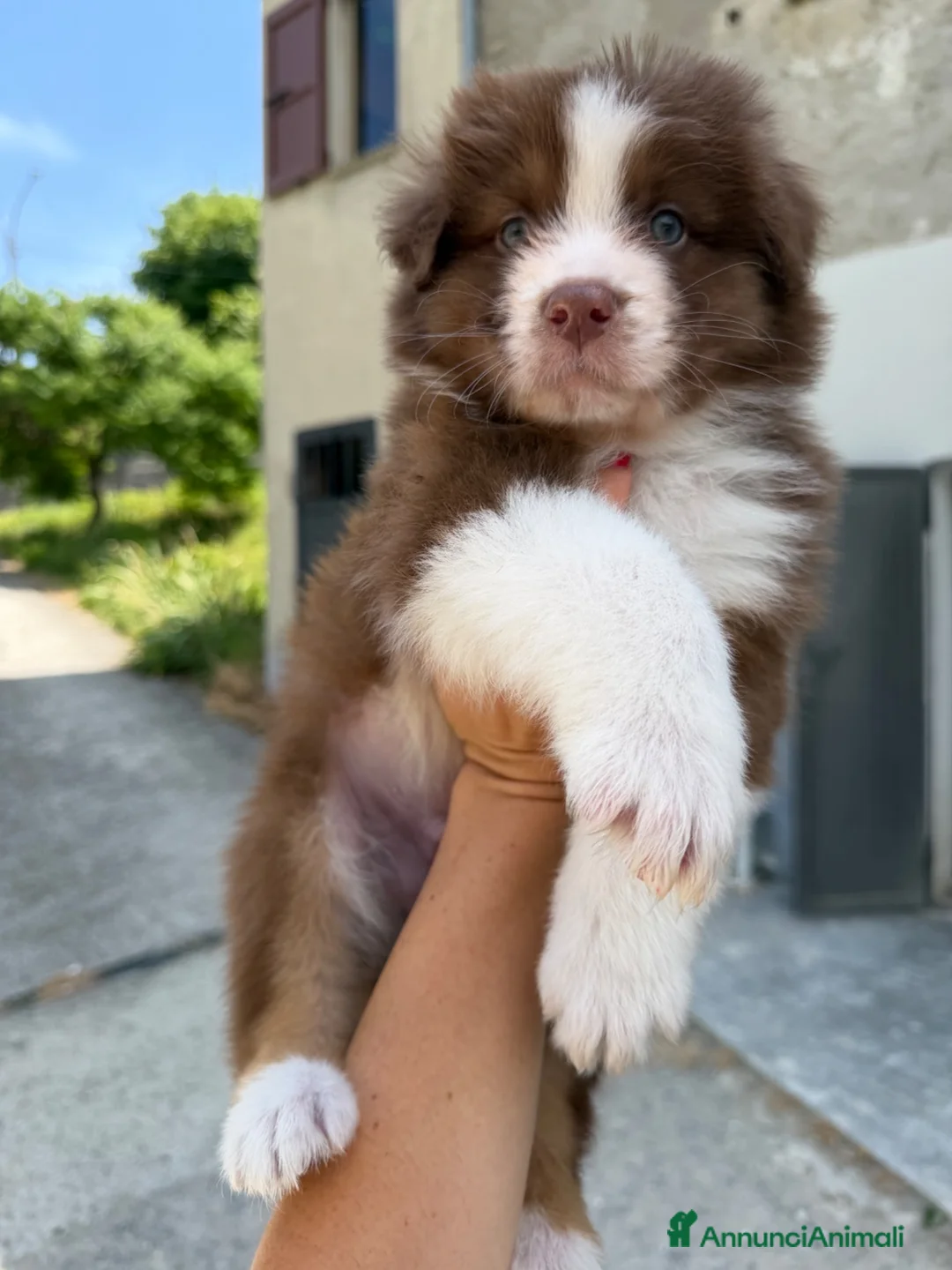 Australian Shepherd cani in vendita: Cuccioli pastore australiano con pedigree - Annuncio 2