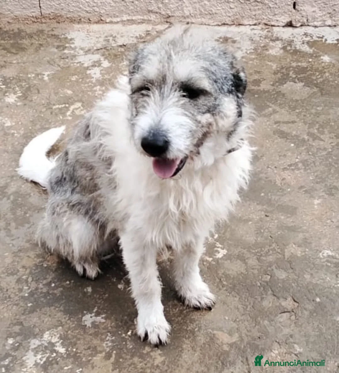 Meticcio cani in regalo: Misty, una giocherellona spettinata - Annuncio 2