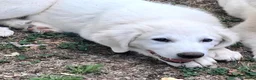 Pastore Abbruzzese Maremmano cani in vendita: Cucciolo di Pastore Maremmano-Abruzzese Maschio - Annuncio 12