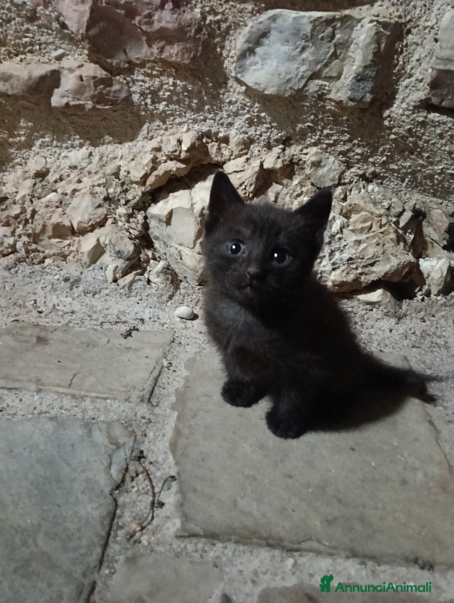 Meticcio gatti Gattina cerca casa - Annuncio 1