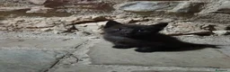 Meticcio gatti in regalo: Gattina cerca casa - Annuncio 1