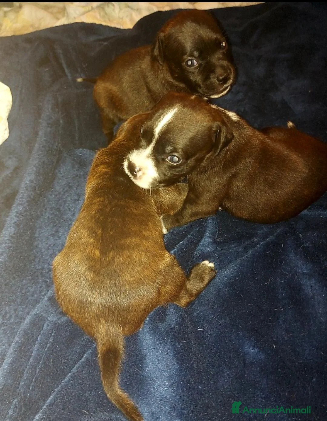 Staffordshire cani in vendita: STAFFORDSHIRE BULL TERRIER  - Annuncio 7