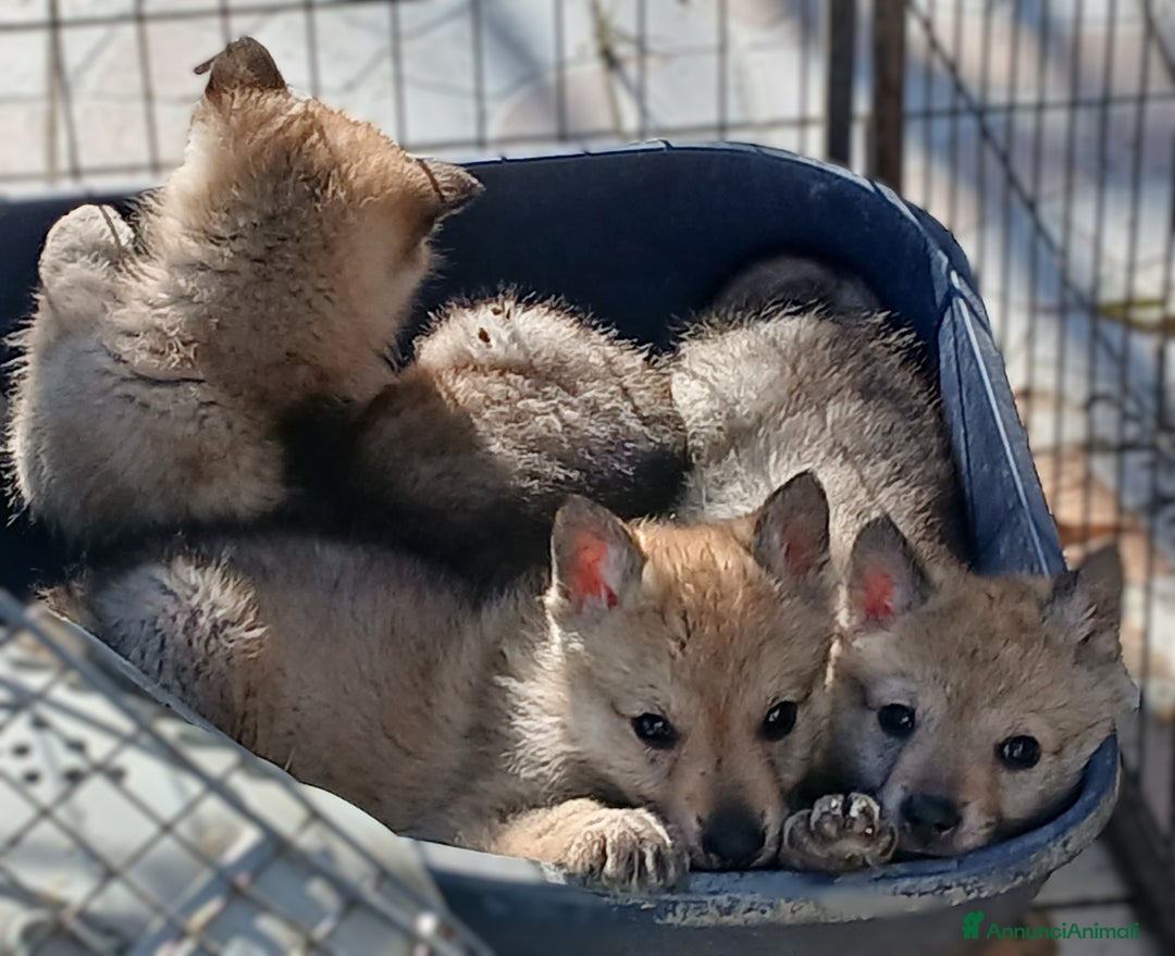 Lupo Cecoslovacco cani in vendita: Cuccioli di lupo cecoslovacco - Annuncio 4