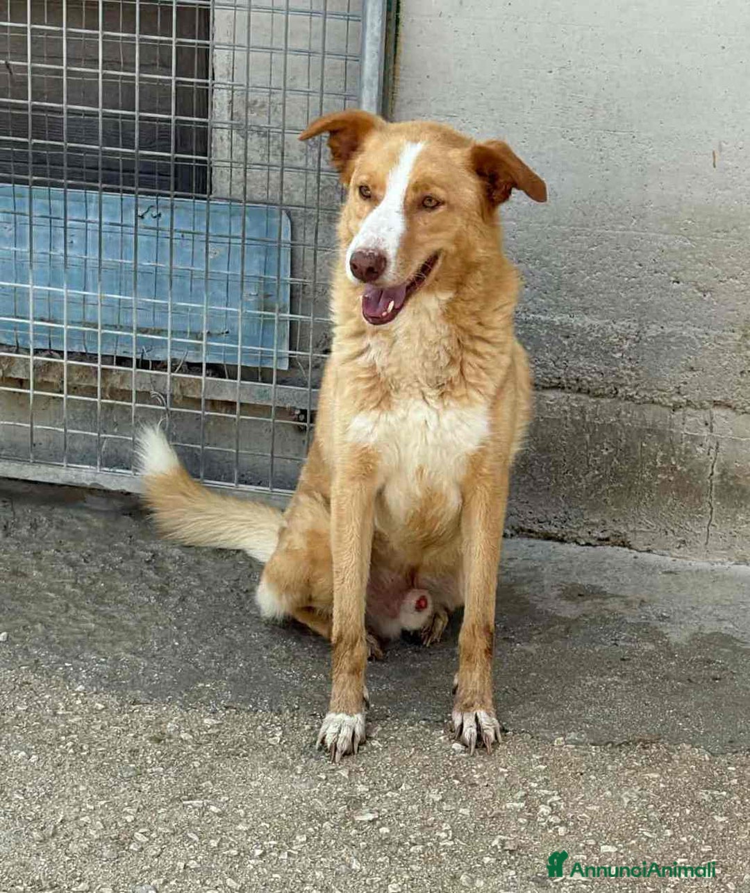 Meticcio cani in regalo: BIONDO, il cane più simpatico del canile! - Annuncio 6