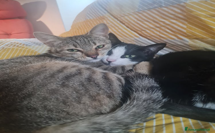 Meticcio gatti a Provincia di Matera - Annuncio 19